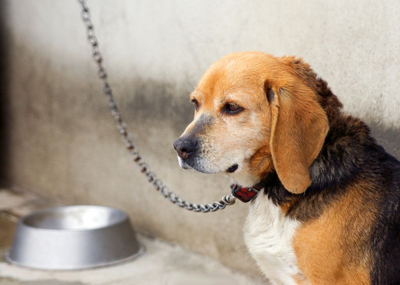 L'Italia approva nuove leggi difficili per prevenire la crudeltà verso gli animali L'Italia approva nuove leggi difficili per prevenire la crudeltà verso gli animali
