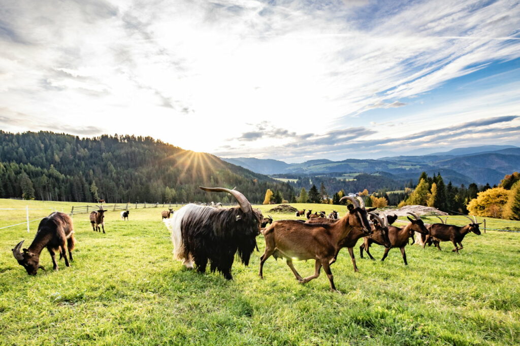 Val d'Ega: pura natura tra passeggiate, benessere e sapori