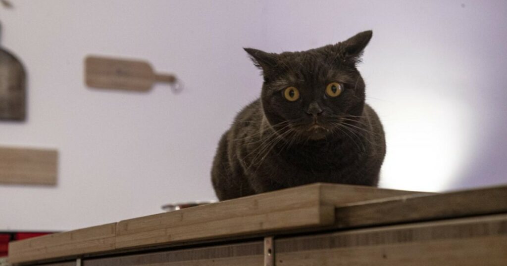 quando curare un gatto diventa una sfida