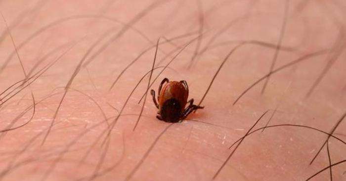 Allarme zecche, ogni anno 500 casi di malattia di Lyme. Una nuova ricerca svela perché il batterio resiste agli antibiotici – Cronaca Allarme zecche, ogni anno 500 casi di malattia di Lyme. Una nuova ricerca svela perché il batterio resiste agli antibiotici - Cronaca
