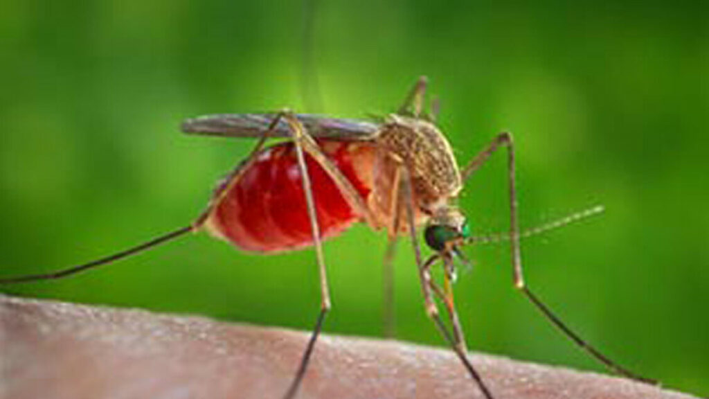 Nel Lazio attualmente 20 casi di West Nile, tutti a Latina - Notizie