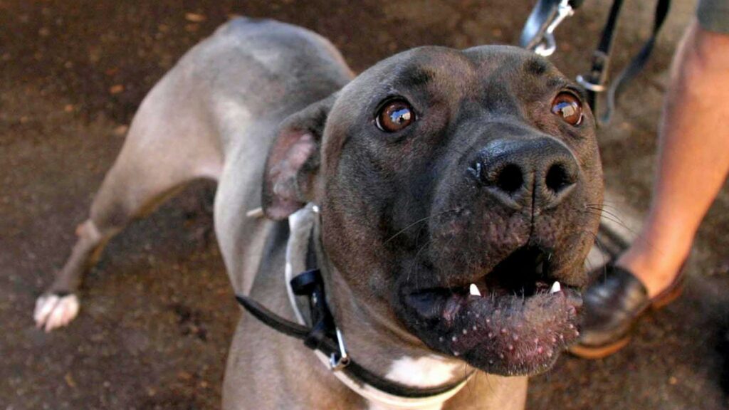 Pitbull azzanna una donna e muore soffocato