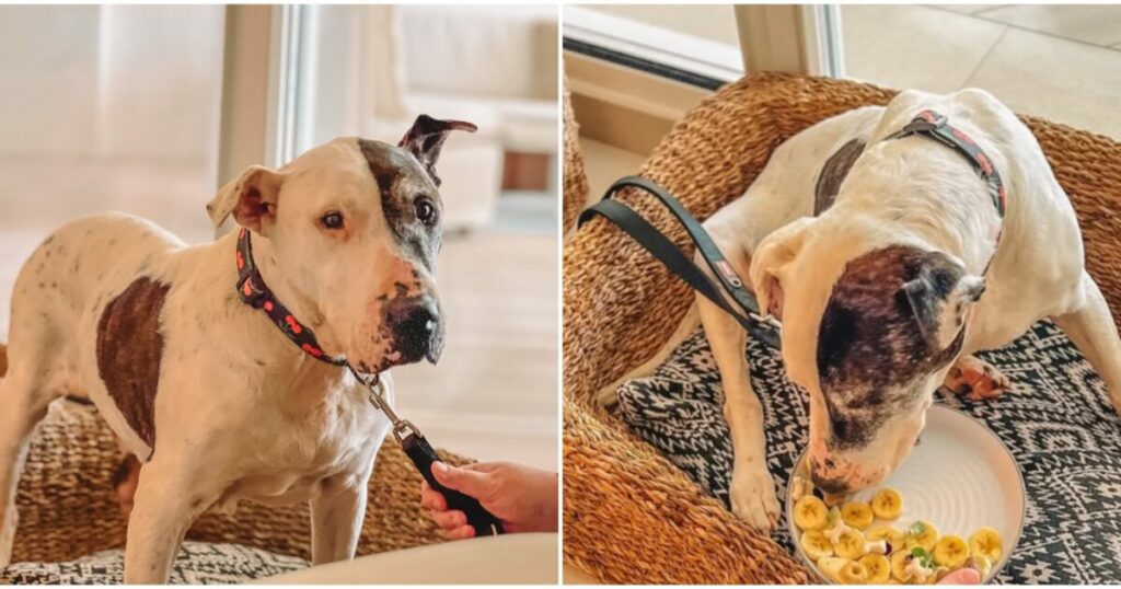 l'incredibile storia del cane Thor