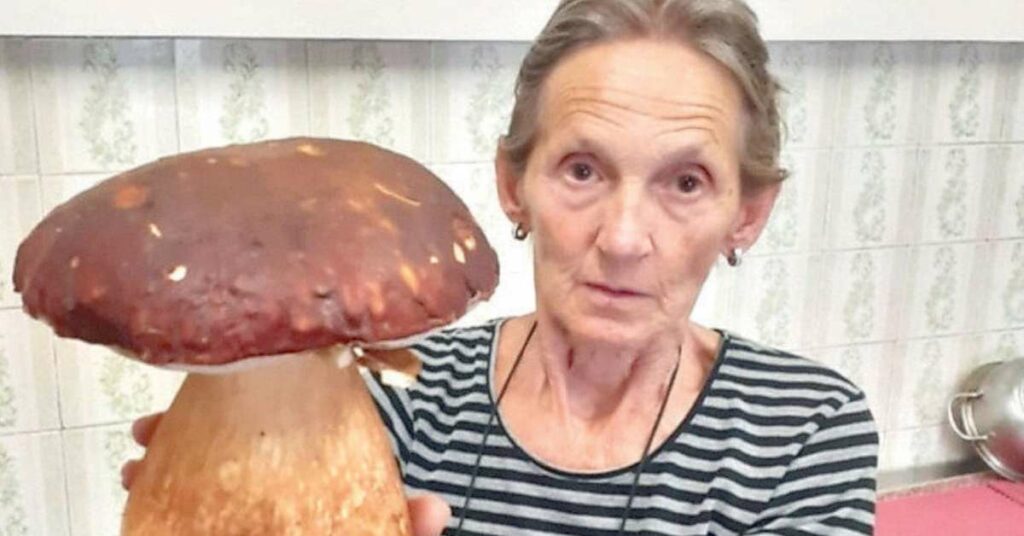 Bressanone, il porcino da record da 1,5 chilogrammi - Cronaca