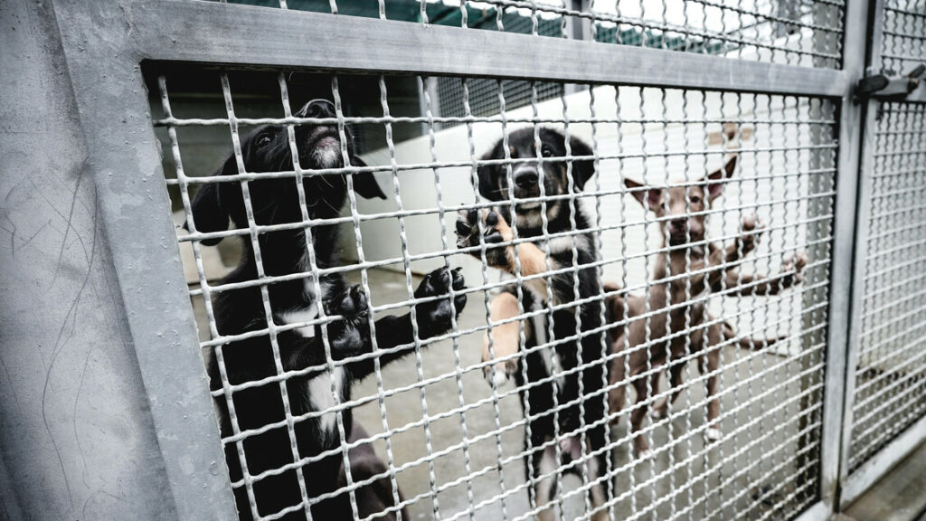 Cane sgozzato in strada nell'Agrigentino - Notizie