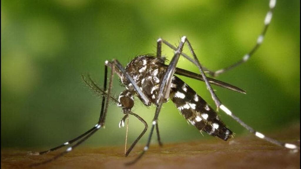 Che succede in Italia con il virus West Nile