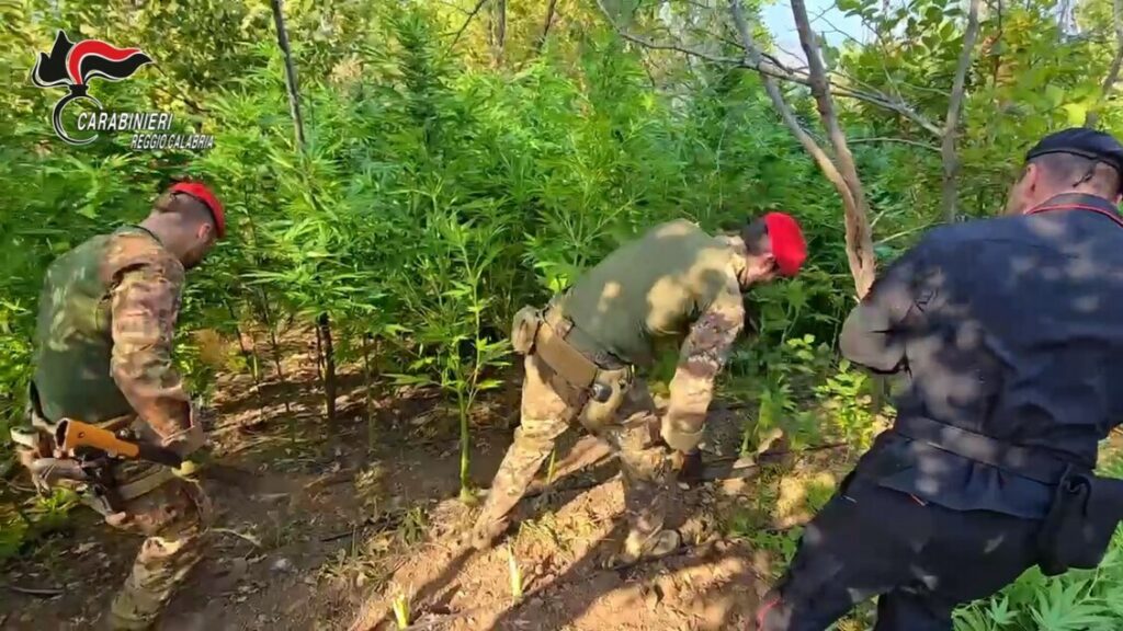 Coltivazione di marijuana scoperta nel reggino dai carabinieri - Notizie