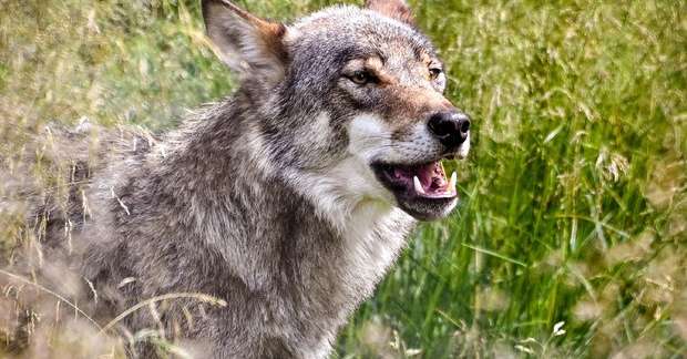 «I lupi spingono i contadini a lasciare la montagna»: duello tra Messner e l’associazione protezionistica – Cronaca «I lupi spingono i contadini a lasciare la montagna»: duello tra Messner e l’associazione protezionistica - Cronaca