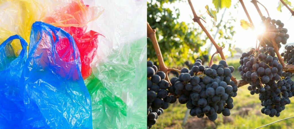 I sacchetti di plastica del futuro sono fatti coi tralci di vite I sacchetti di plastica del futuro sono fatti coi tralci di vite