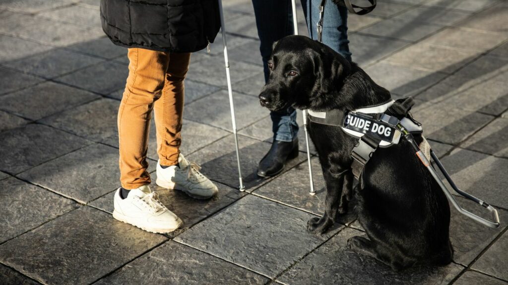 Pescara, tassista rifiuta la corsa a una persona non vedente: «Niente cani nella mia macchina» Vanity Fair Italia