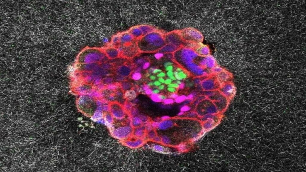 SCIENZIATI FILMANO IN 3D VIENE L'AMBRIONE UMANO SI IMPIANTA NELL'UTERO SCIENZIATI FILMANO IN 3D VIENE L'AMBRIONE UMANO SI IMPIANTA NELL'UTERO