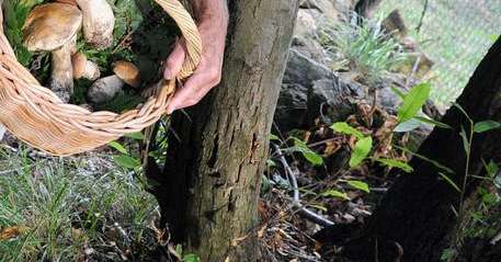 Scomparso da due giorni nei boschi della val di Sole, era uscito per cercare funghi – Cronaca Scomparso da due giorni nei boschi della val di Sole, era uscito per cercare funghi - Cronaca