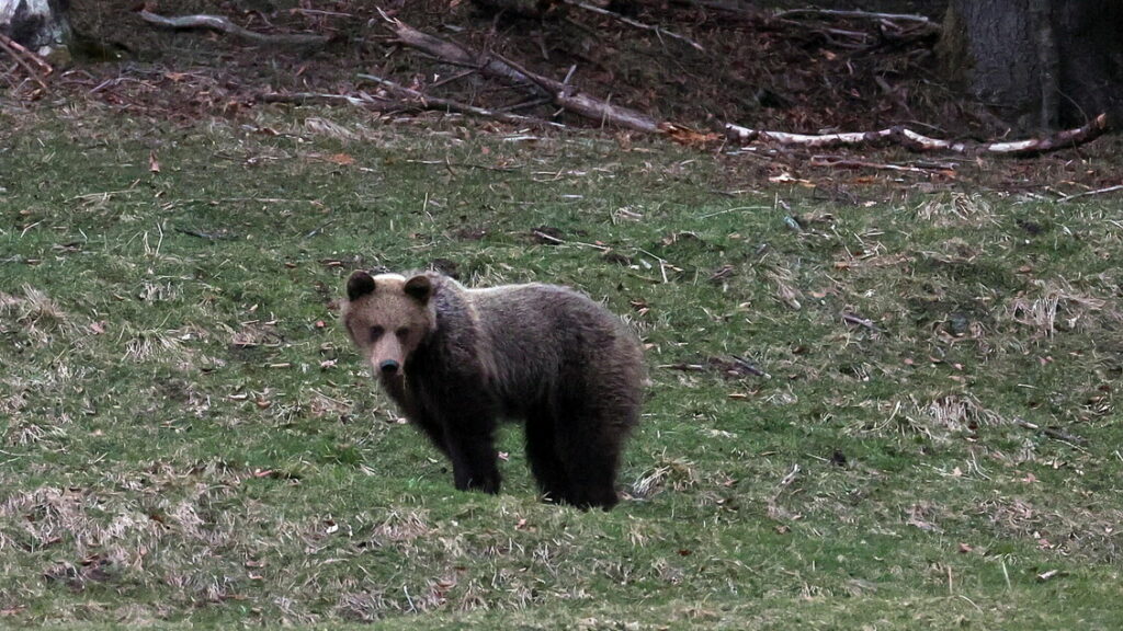 Un orso a spasso nelle vie del centro di un paese in Ciociaria - Notizie