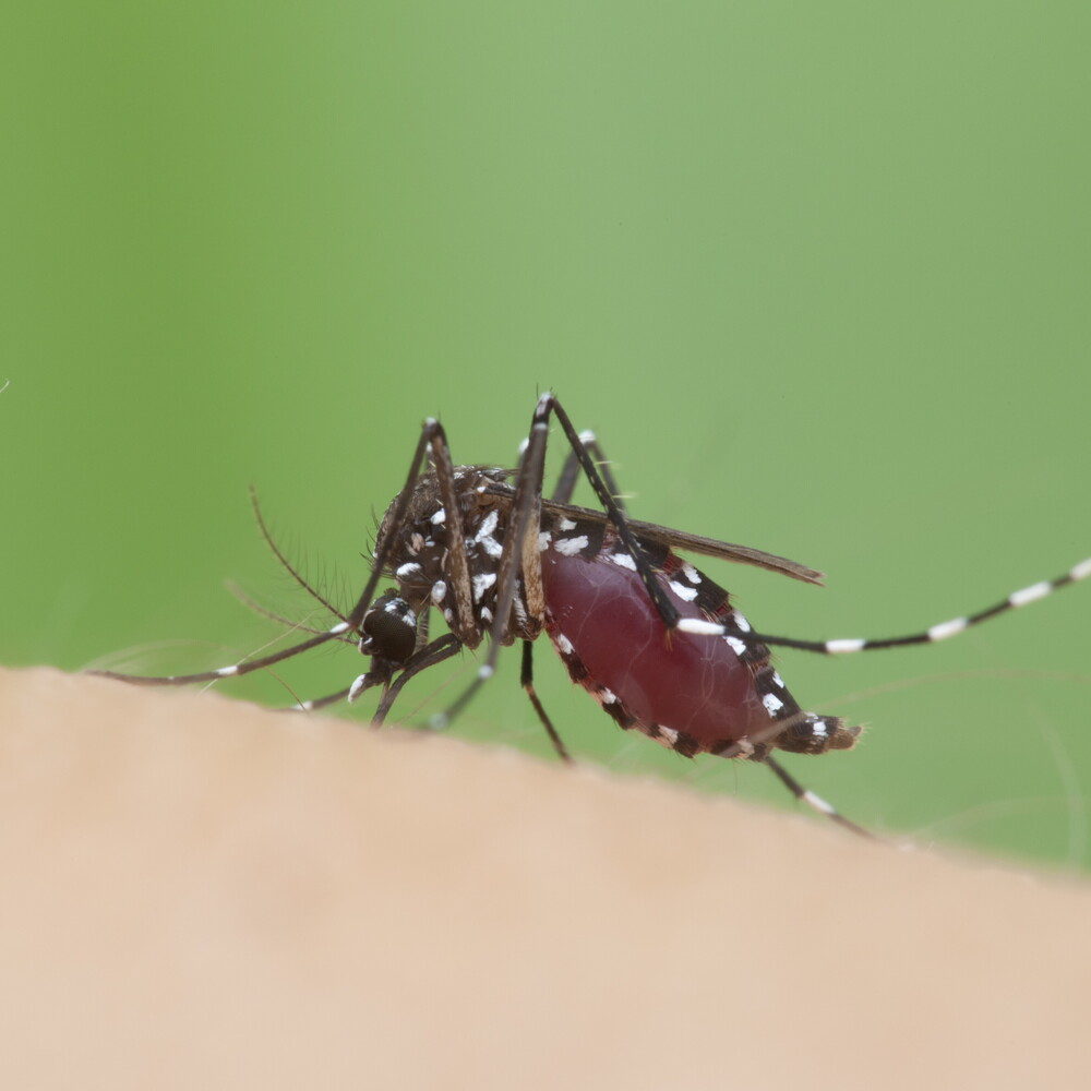 West Nile, altre due vittime e un caso a Oristano West Nile, altre due vittime e un caso a Oristano