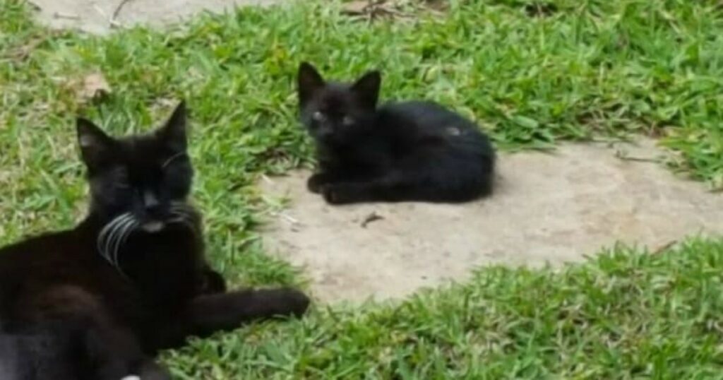 i gatti 'zombie' terrorizzano Los Angeles