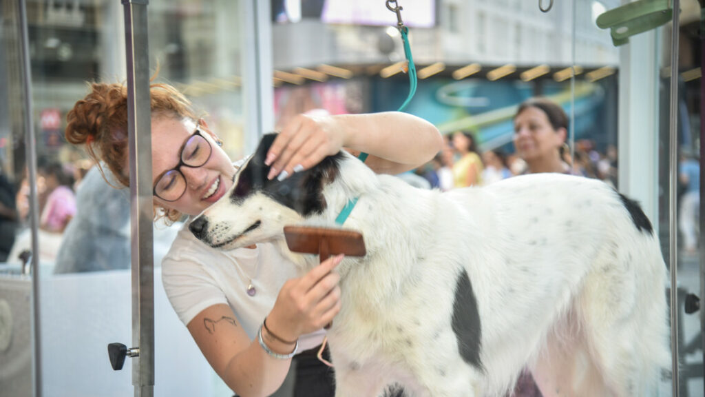 Altro che vita da cani, beauty routine per amici a 4 zampe - Notizie