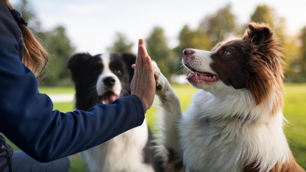 Come cambia il rapporto con gli animali da compagnia: generazioni a confronto