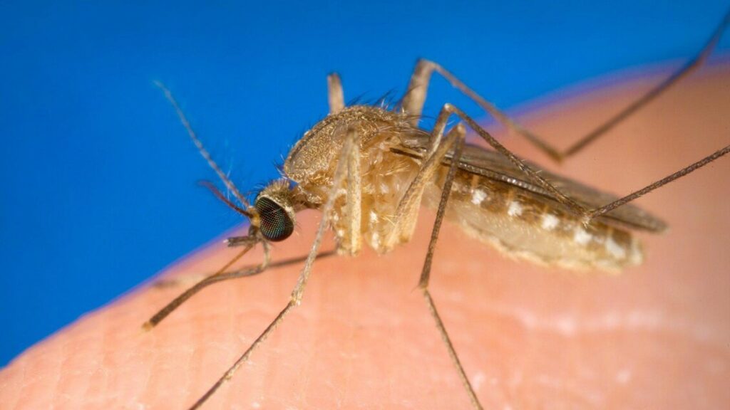 Donna positiva al virus West Nile ad Andria, Asl 'sta bene' - Notizie