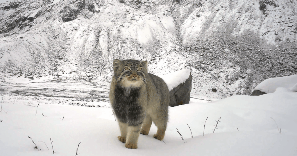 La prima foto del gatto di Pallas: avvistamento storico per l’animale che non si è mai fatto vedere