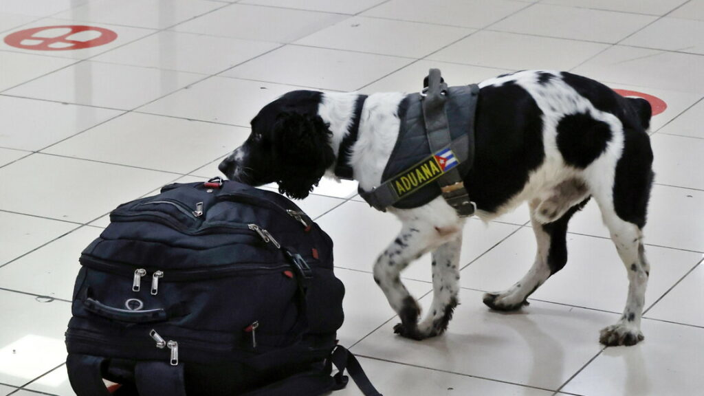 Martedì primo volo con 2 cani in cabina senza trasportino - Notizie