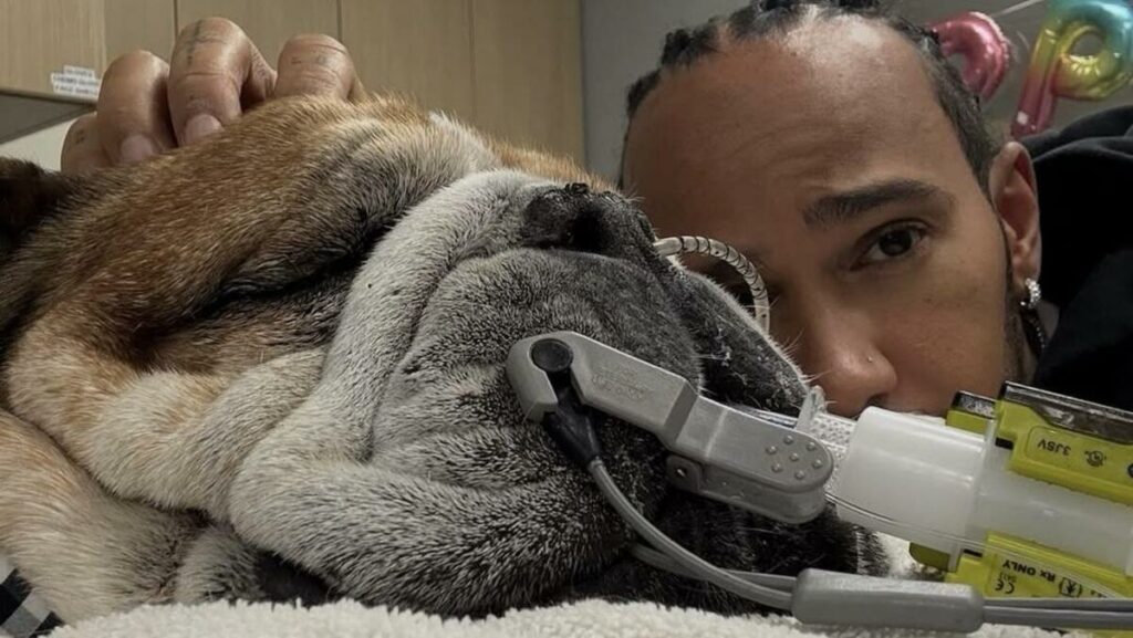 Paura per Lewis Hamilton: il suo cane Roscoe è grave, saltato il test al Mugello - Formula 1
