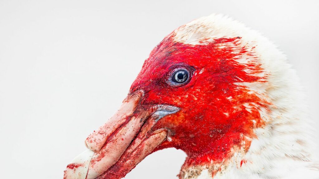 The Bird Photographer of the Year 2025: la magia di chi vola nelle 27 fotografie vincitrici Vanity Fair Italia