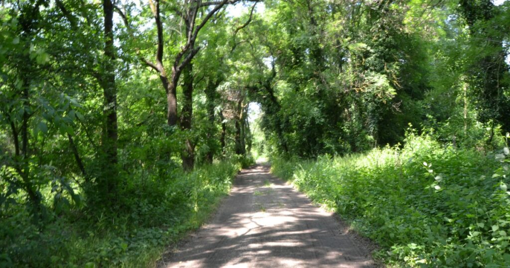 più tutele per gli alberi secolari, ma chi ha gestito male le aree rischia di salvarsi