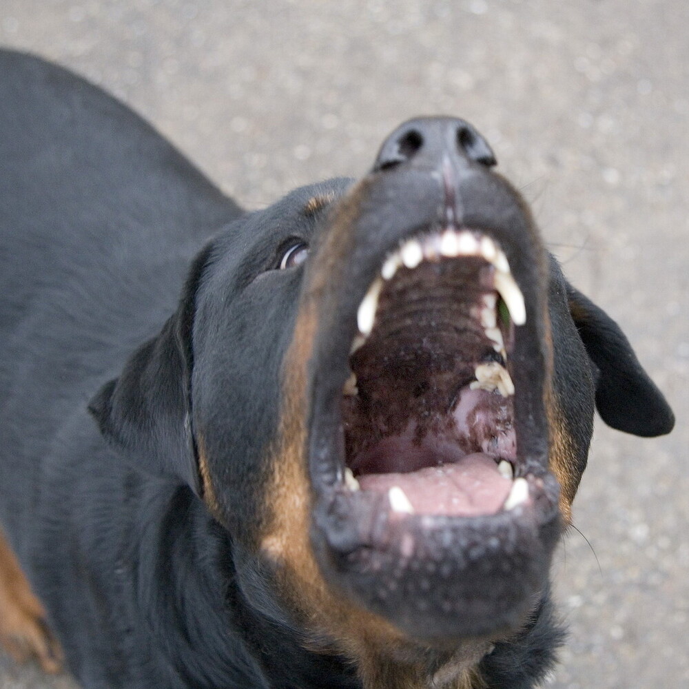 Moglie e marito aggrediti dal loro cane, lei rischia l'amputazione di un braccio Moglie e marito aggrediti dal loro cane, lei rischia l'amputazione di un braccio