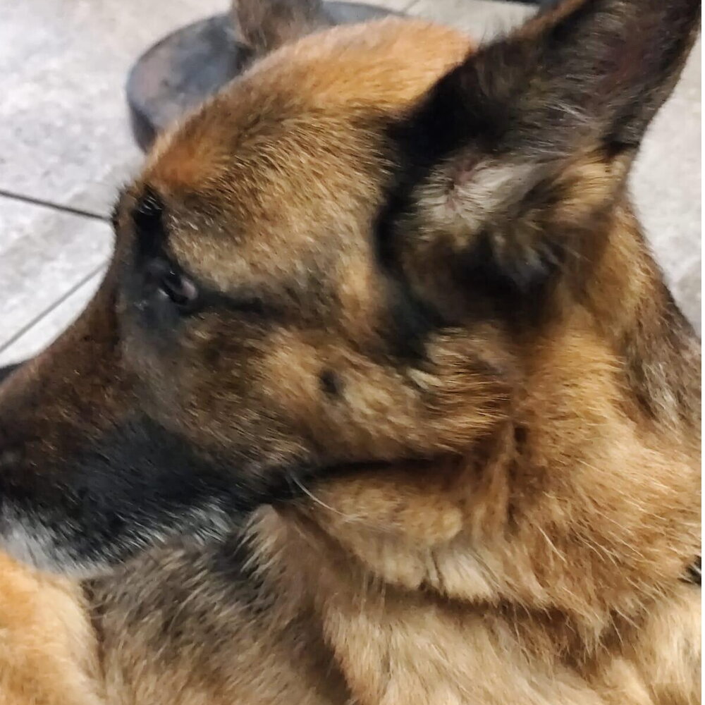 Trascina il cane per cinque chilometri fino a sfinirlo Trascina il cane per cinque chilometri fino a sfinirlo