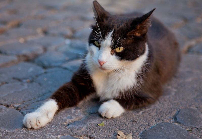 Rome librarian left €150,000 in her will to stray cat shelter Rome librarian left €150,000 in her will to stray cat shelter